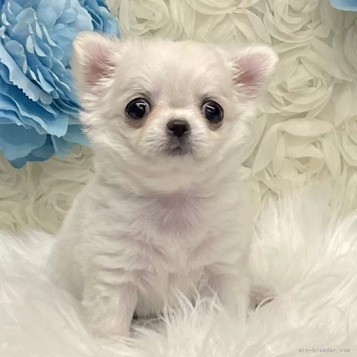 ID：2503-08039の子犬