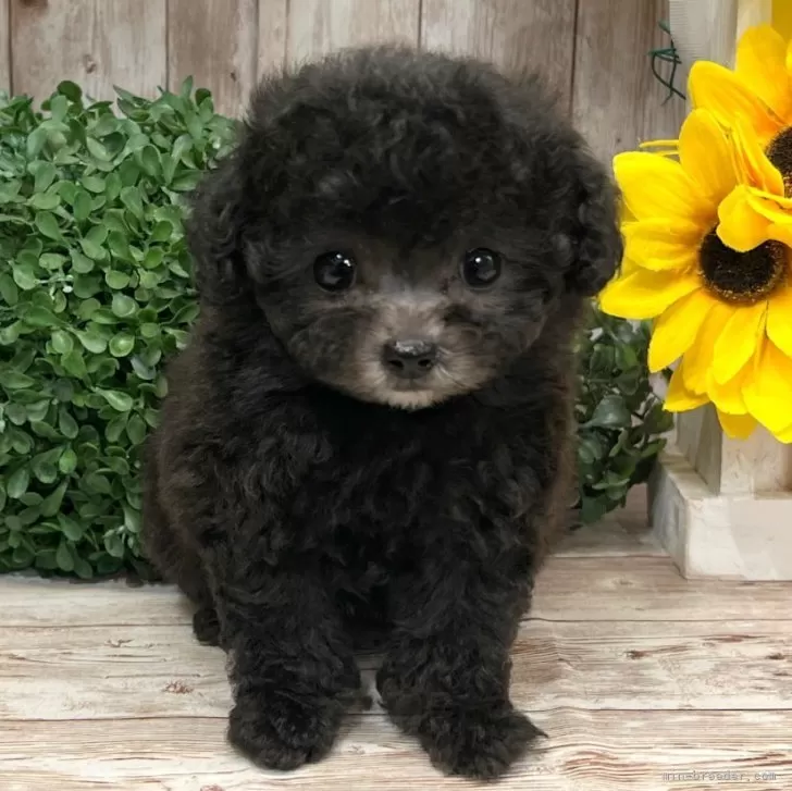ID：2506-05723の子犬