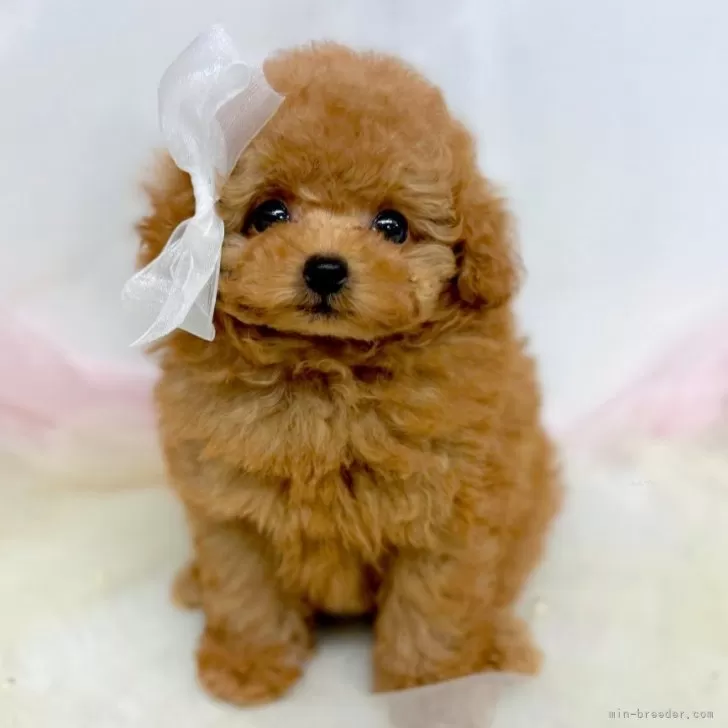 ティーカッププードル【愛知県・男の子・2025年9月10日・レッドフォーン】の写真1