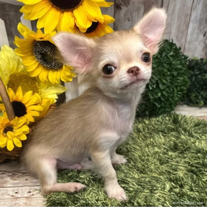 ID：2507-01096の子犬