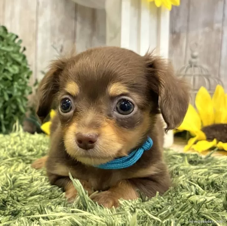 ID:2507-08716の子犬