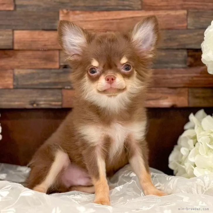 ID：2505-02933の子犬