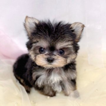 ミックス(マルチーズ×ヨークシャーテリア)【愛知県・女の子・2025年10月2日・スチールブルータン】の写真「リカちゃん」