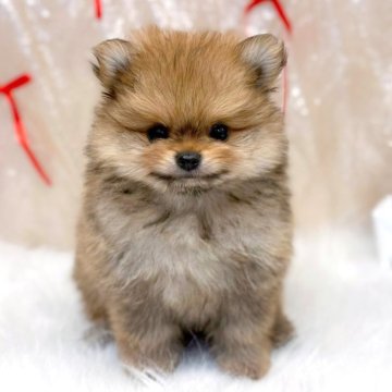 ポメラニアン【愛知県・男の子・2025年10月25日・オレンジ】の写真「ぎんがくん」