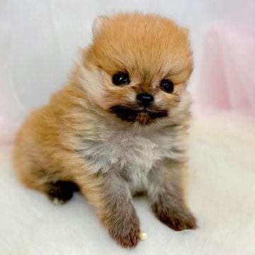 ポメラニアン【愛知県・男の子・2025年10月25日・オレンジ】の写真「あーすくん」