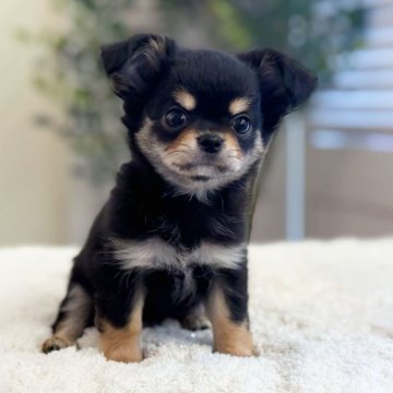 チワワ(ロング)【愛知県・男の子・2025年8月30日・ブラックタン】の写真「ママ方血統超サラブレッド」