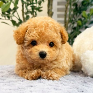 トイプードル(タイニー)【愛知県・男の子・2025年8月19日・ペールフォーン】の写真「かなえちゃん」