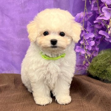 ミックス(ビションフリーゼ×ビションプー)【愛知県・男の子・2025年3月26日・ホワイト】の写真「シナモンくん」