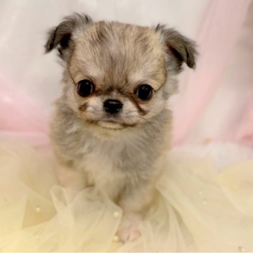 チワワ(ロング)【愛知県・男の子・2025年8月30日・フォーン】の写真「ママ方血統超サラブレッド」