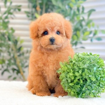 トイプードル(トイ)【愛知県・男の子・2025年9月29日・オレンジフォーン】の写真「シオ」