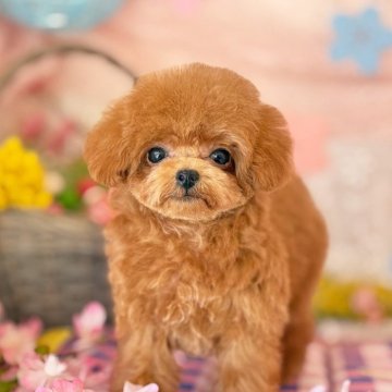 トイプードル(タイニー)【愛知県・女の子・2024年12月10日・レッド】の写真「なえちゃん」