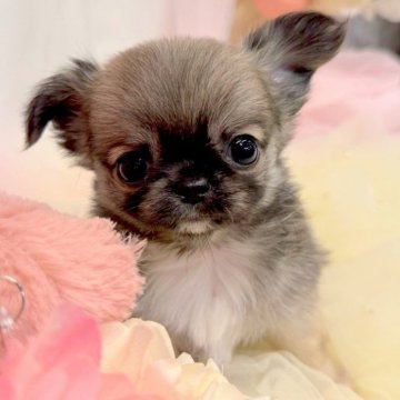 チワワ(ロング)【愛知県・男の子・2025年8月30日・フォーン】の写真「ママ方血統超サラブレッド」