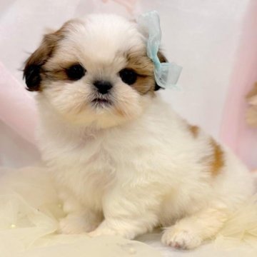 シーズー【愛知県・女の子・2025年8月24日・ホワイト&ゴールド】の写真「リノ」