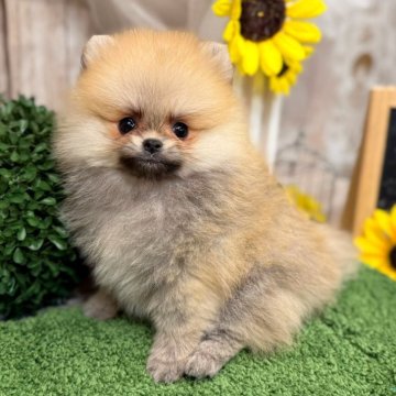 ポメラニアン【愛知県・女の子・2025年7月14日・クリームセーブル】の写真「マズル低めの可愛い女の子」