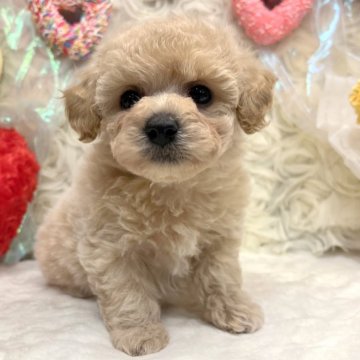 ミックス(トイプードル×ビションフリーゼ)【愛知県・男の子・2024年12月3日・クリーム】の写真「ヒマくん」