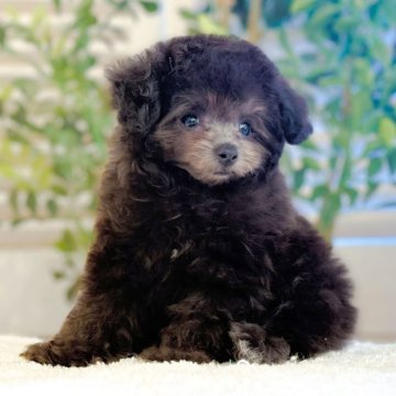 ティーカッププードル【愛知県・女の子・2025年8月26日・シルバー】の写真「超期待大」