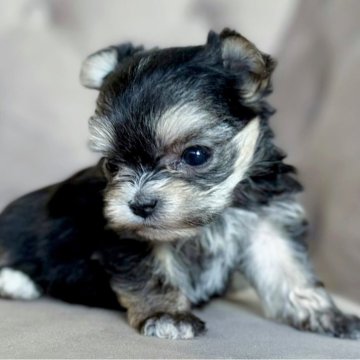 ミックス(マルチーズ×ヨークシャーテリア)【愛知県・女の子・2025年10月2日・スチールブルータン】の写真「コナちゃん」