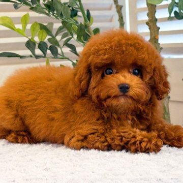 トイプードル(トイ)【愛知県・女の子・2025年7月19日・レッド】の写真「メイ」