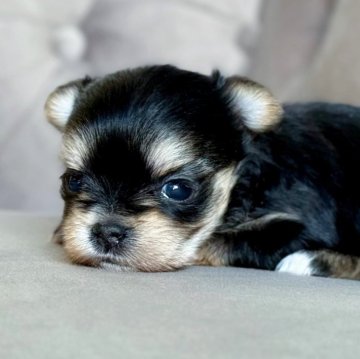 ミックス(マルチーズ×ヨークシャーテリア)【愛知県・女の子・2025年10月2日・スチールブルータン】の写真「コナちゃん」