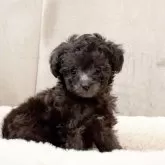 ティーカッププードル