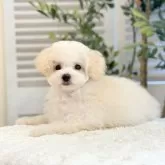 ティーカッププードル