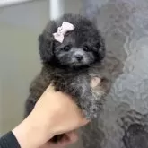 ティーカッププードル