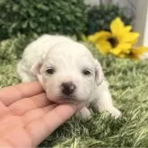 ビションフリーゼ