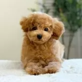 タイニープードル