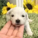 ビションフリーゼ