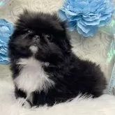 ペキニーズ【愛知県・男の子・2024年12月7日・ブラック】の写真1