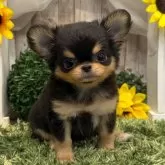 チワワ(ロング)