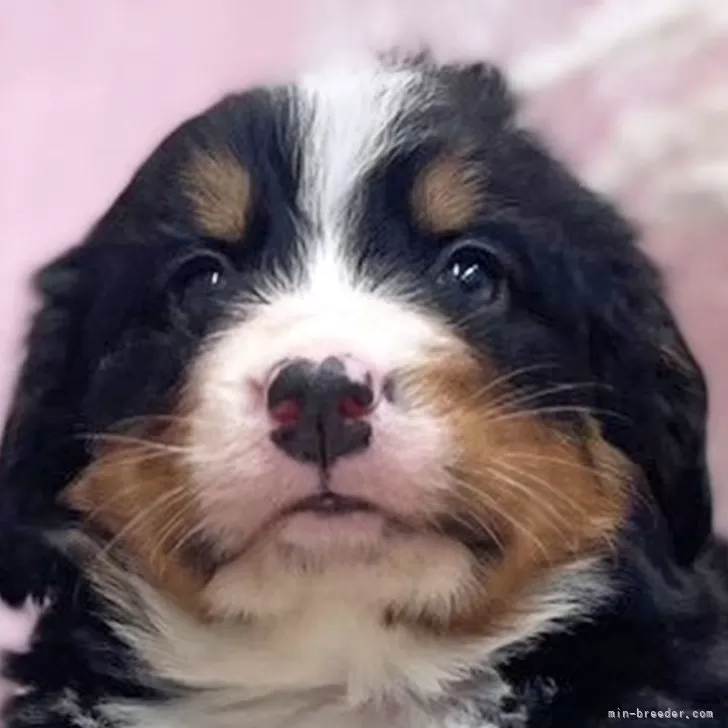 ID：2401-03463の子犬