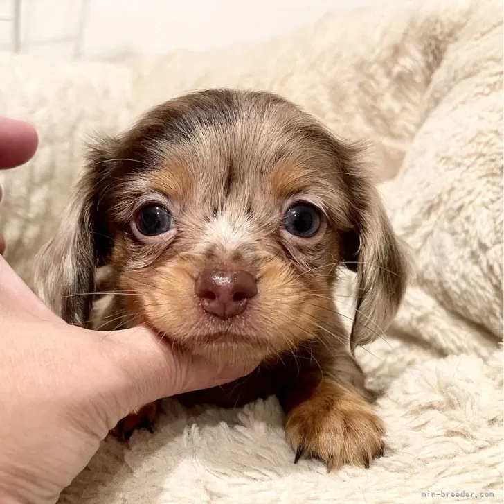 ID:2407-04828の子犬