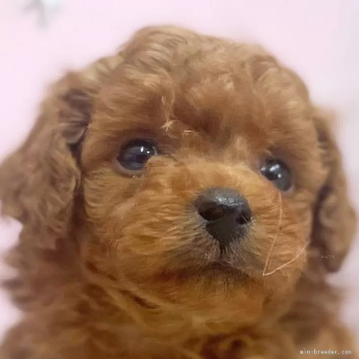 ID：2312-05573の子犬