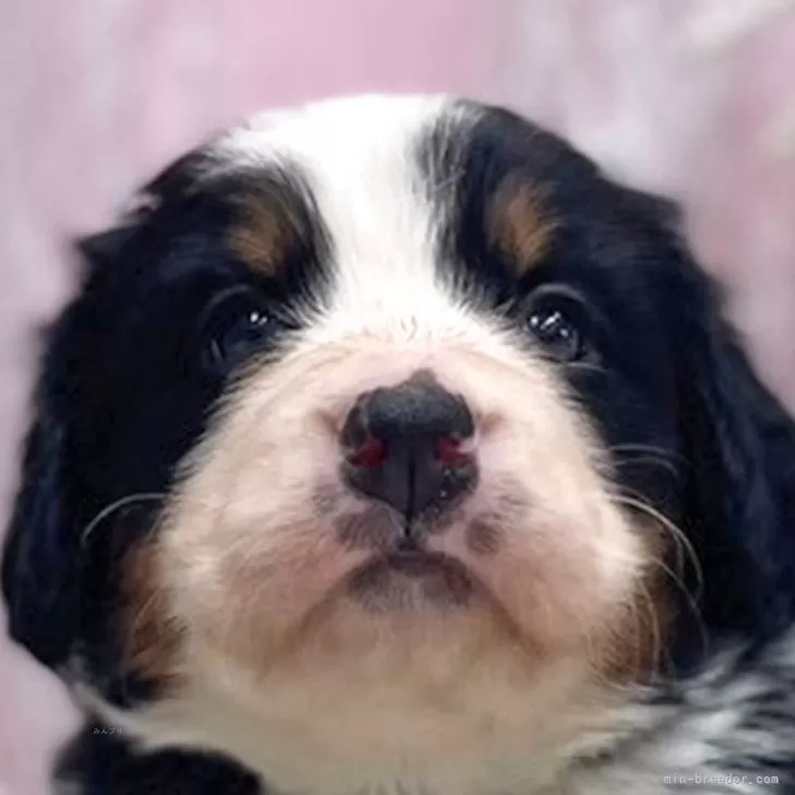 ID：2401-03467の子犬