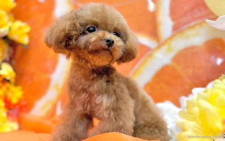 ティーカッププードル【・男の子・2022年11月9日・レッド】