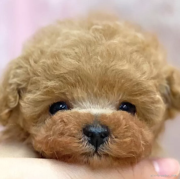ID：2312-05304の子犬