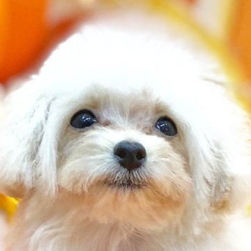 トイプードル(ティーカップ)【愛知県・男の子・2023年9月19日・クリーム】の写真「成犬時1.5キロ前後」