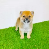 豆柴【広島県・男の子・2025年9月24日・赤】の写真4