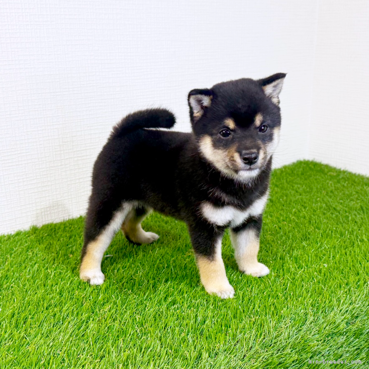A.Y 様のお迎えした子犬
