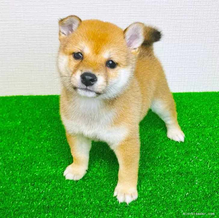 ID：2506-04352の子犬