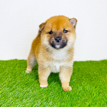 柴犬(豆柴)【広島県・男の子・2025年9月20日・赤】の写真「コロコロたぬき顔✨甘えん坊な豆柴くん💕」