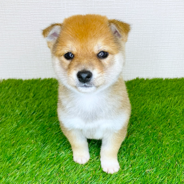 柴犬(豆柴)【広島県・男の子・2025年9月24日・赤】の写真「💕豆柴💕マイペースなハンサムボーイ✨」