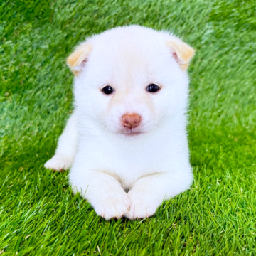 豆柴【広島県・女の子・2025年10月7日・白】の写真「♡白豆柴♡ 明るく元気な美人豆柴ちゃん💕」