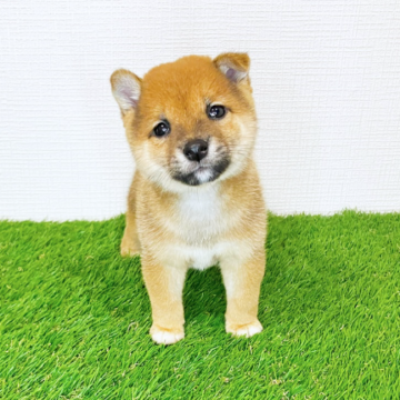 豆柴【広島県・男の子・2025年9月20日・赤】の写真「コロコロたぬき顔✨人懐っこい豆柴くん💕」