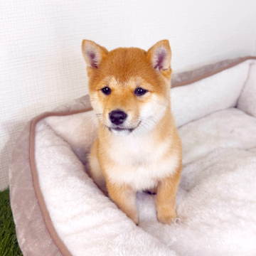 柴犬(豆柴)【広島県・男の子・2025年12月26日・赤】の写真「甘えん坊なイケメン豆柴💕」