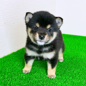 柴犬(豆柴)【広島県・女の子・2025年5月21日・黒】の写真「♡豆柴♡ 人が大好きで明るい性格の女の子💕」