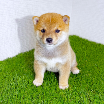 豆柴【広島県・男の子・2025年10月9日・赤】の写真「💕人懐っこくおっとりした豆柴くん💕」