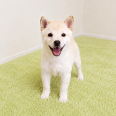柴犬(豆柴)
