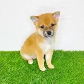 豆柴